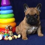 Французский бульдог