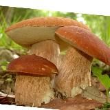 Грибы сухие в ассортименте