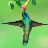 Assisi Institute | Институт Ассизи