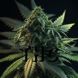 THC Stories