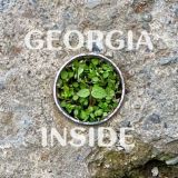 Грузия внутри Chat