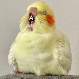 Мой Дружок-Попужок 🦜 Попугаи | Птицы