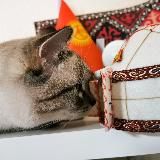 Дневник кочевника 🐫