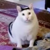 Лавандовый реф: happy flood