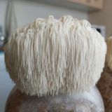 Культивация грибов. Ежевик (Ежовик) Гребенчатый. Lion's mane.