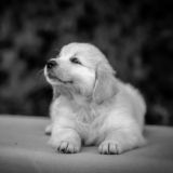 Хочу собаку! Chat