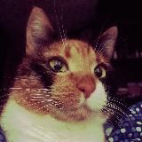 Права человека и постирония