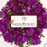 Moodbasic&Mymood Laleli