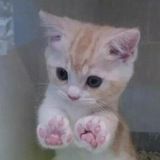 Котья лапка