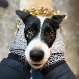 Хвостики приюта Некрасовка