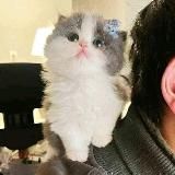 микрочелы