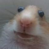 Админы Телеграм