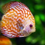 Аквариум 🌊