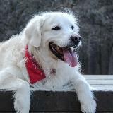 Кинолог | Александр Буйнов