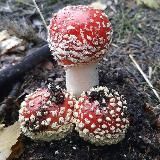 Мимоза спб купить