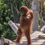 !!ПЕРЕЕЗД!! банка бибизянка