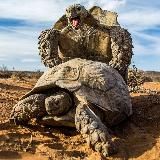 Животный Мир