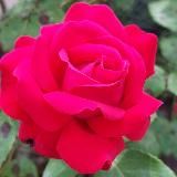 Dreams are my Reality: Брут Старался 🐾