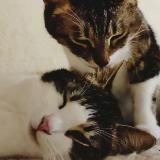 🐯🐯 ДВА КОТА-КРАСОТА