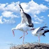 Staatsimpfungen - Der Kanal