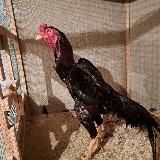 Хуроз жанги / xuroz jangi / surhondaryo xurozlari / сурхондарё хурозлари