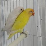 𝗔𝗴𝗮𝗽𝗼𝗿𝗻𝗶𝘀 (auction)ᴺ¹