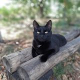 𝘽𝙪𝙨𝙮𝙖|𝙇𝙞𝙯𝙖🖤🐈⬛👀