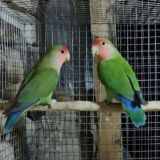 Namangan Qush bozori