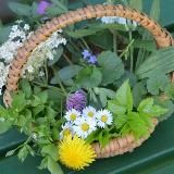 PHYTOTHERAPIE - KRÄUTERWISSEN - NATÜRLICHE ARTGERECHTE MITTEL & WEGE