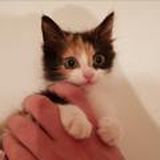 Стартап-инсайты