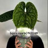 𝐄𝐯𝐠𝐞𝐧𝐢𝐚'𝐬 𝐩𝐥𝐚𝐧𝐭𝐬 | РАСТЕНИЯ