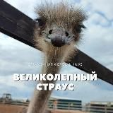 Великолепный страус | Страусиная ферма & Кафе