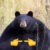 Антошенька Мюзик