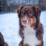Собака может больше - блог кинолога🐕