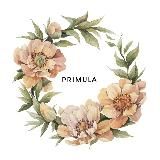 PRIMULA