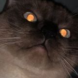 канал кота Chat