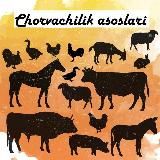 Chorvachilik asoslari