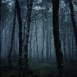 Загадочный лес 🌲