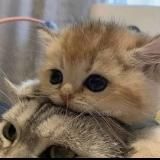 что-то на хуевом 🧸