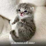 фан-клуб катеньки