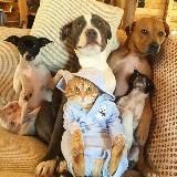 Зверополис