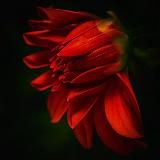 gossip money || заработок на отзывах