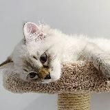 𝗜𝗿𝗶𝘀𝗺𝗶𝗸