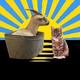 адмін спиздив меми