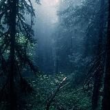 Лесная резервация