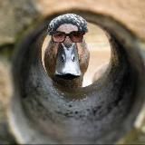 Петарда Мозга