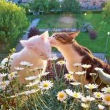 Свитер в клеточку ``