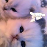 котики вперед