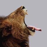 Язык без костей