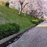 Обычный Кобе